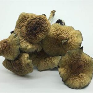 Cuban Magic Mushroom