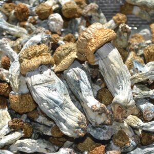 Ecuadorian Magic Mushrooms