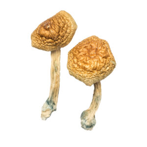 Golden Mammoth Magic Mushroom