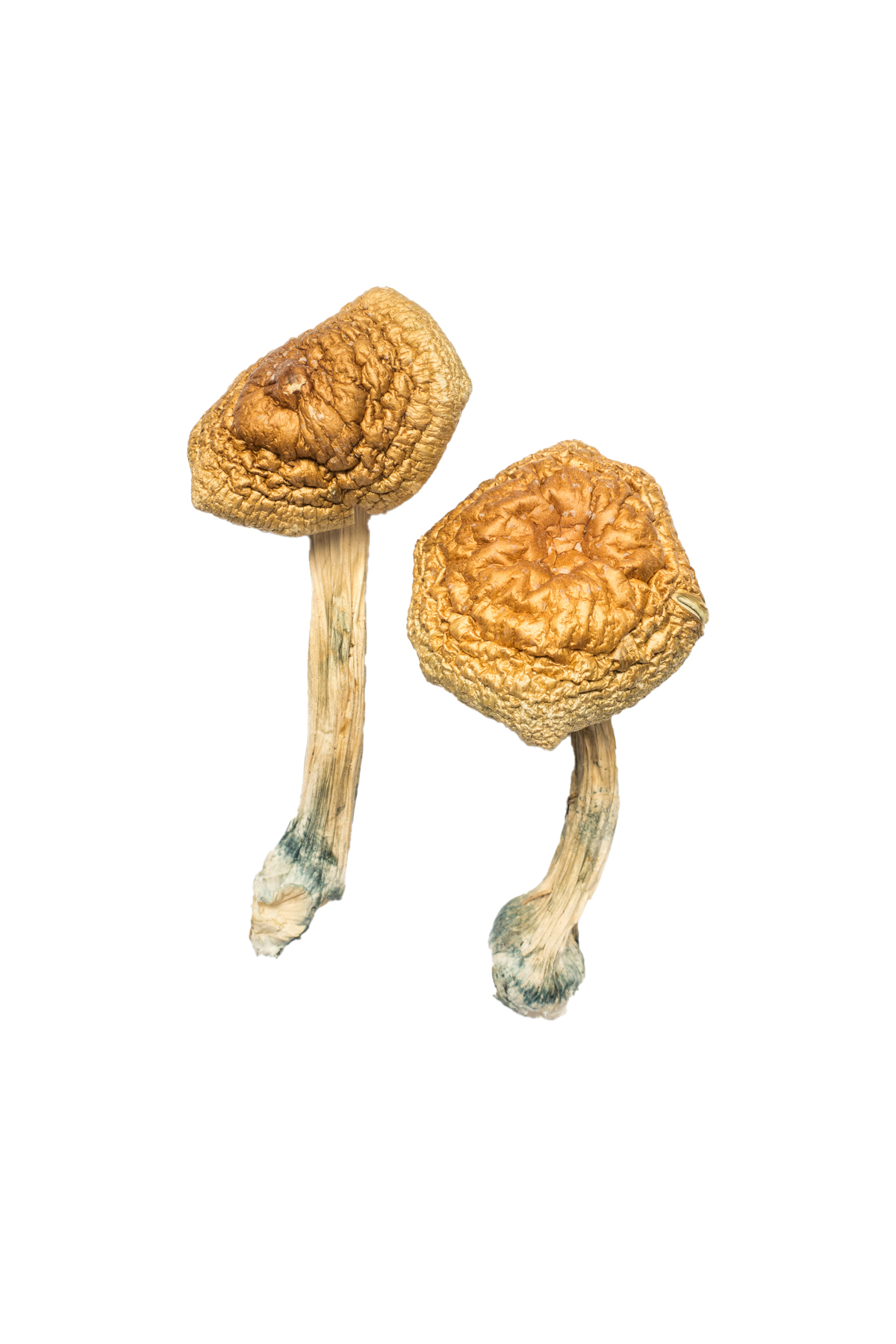 Golden Mammoth Magic Mushroom