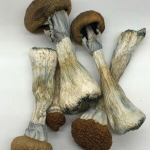 Golden Teacher Mushrooms