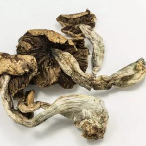 Magic mushrooms(Psilocybe Cubensis)